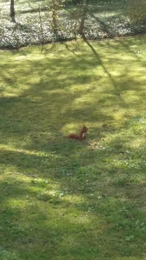 Ferienwohnung "Am Schlosspark" Neetzow Kültér fotó